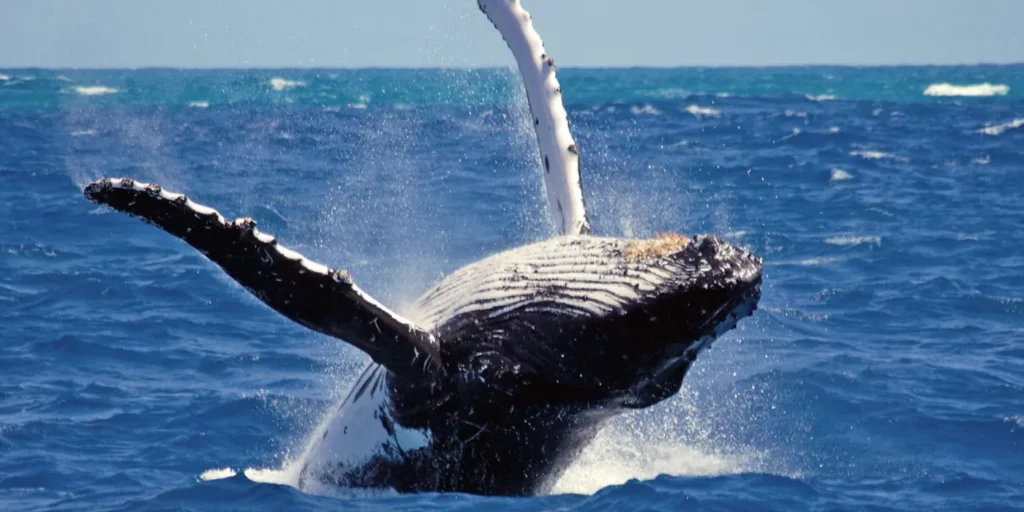 Mirissa Whale Watching