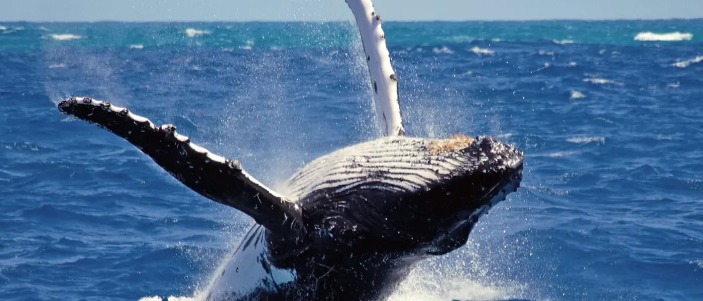 Mirissa Whale Watching