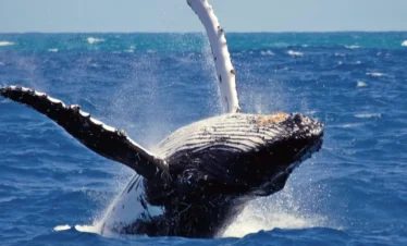 Mirissa Whale Watching