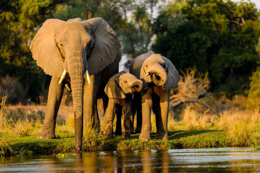 Yala Safari One Day Tour