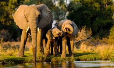 Yala Safari One Day Tour